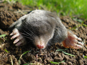 Maulwurf (Bild: Wikipedia/Mick E. Talbot)