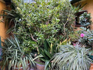 Topfpflanzen im Winterquartier