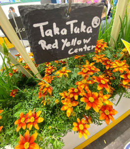 Bidens - mit dem klingenden Namen "Taka Tuka" verträgt ein paar Tage Trockenheit