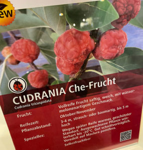 Cudrania mit einer interessanten Frucht im November