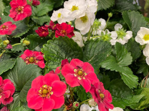Erdbeeren, die den ganzen Sommer über blühen und tragen