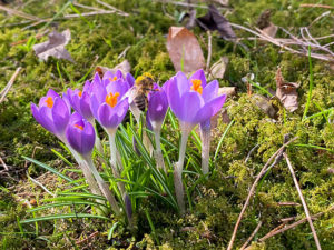 Krokusse
