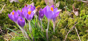 Krokusse