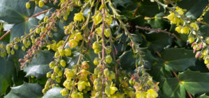 Mahonie (Bienenweide)