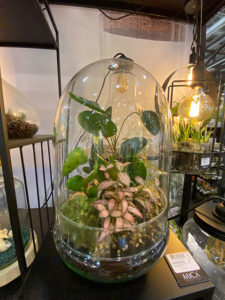 Terrarien für Pflanzen - der Trend für die Wohnung