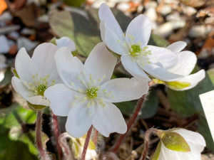 Weißes Leberblümchen