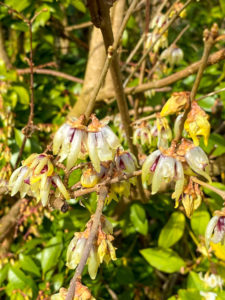 Winterblüte Chimonanthus