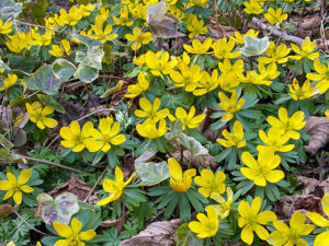 Winterlinge