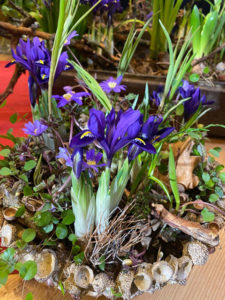 Frühlingsblüher