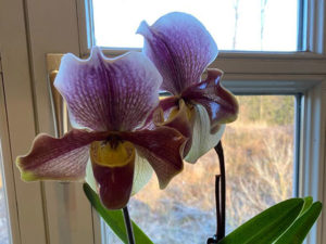 Orchidee