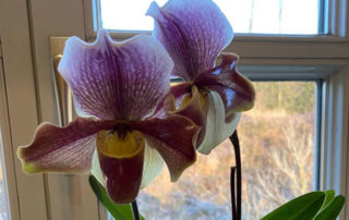 Orchidee