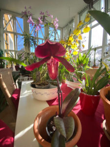 Orchideen