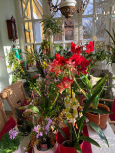 Orchideen