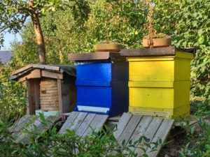 Bienenstöcke im Garten Franke
