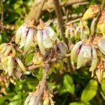 Winterblüte Chimonanthus