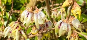 Winterblüte Chimonanthus