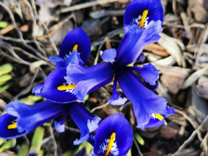 Frühlingsboten (Bild: Andrea Lischka)