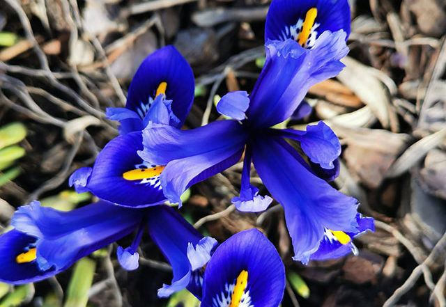 Frühlingsboten (Bild: Andrea Lischka)