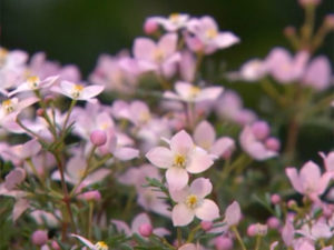 Boronia