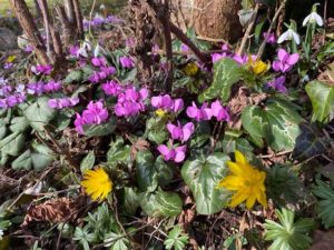 Bunte Frühlingsblüher