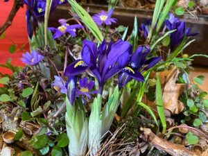 Iris