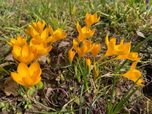 Krokusse