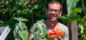 Tomatenernte (Bild: Christoph Böhler)