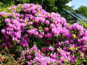 Rhododendren