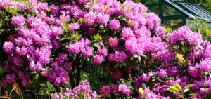 Rhododendren