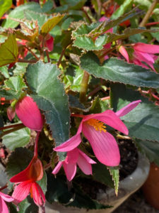 Drangonwings - die Begonie, die alles aush&auml;lt