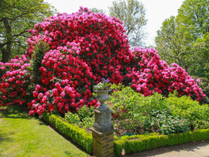 Rhododendron