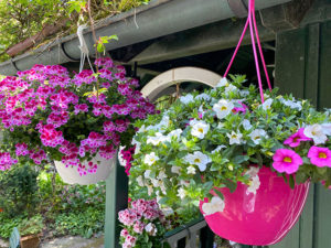 Pelargonien und Millionbells in Ampeln