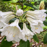 Rhododendron