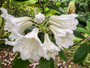 Rhododendron