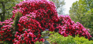 Rhododendron