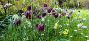 Schachbrettblumen