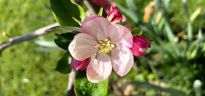 Apfelbaumblüte