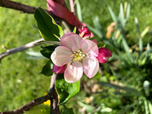 Apfelbaumblüte