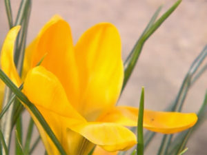 Frühlingsblüher