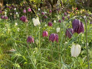 Schachbrettblume