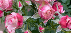 Üppig blühende Edelrose