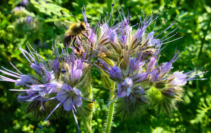 Bienenfreund (Phacaelia)