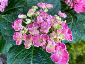Hortensie "Curly Wurly"