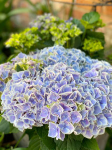 Zweifarbige Hortensie
