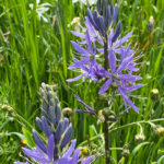 Prärielilie (Camassia)