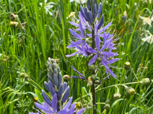 Prärielilie (Camassia)