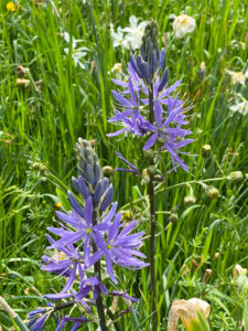 Prärielilie (Camassia)