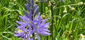 Prärielilie (Camassia)