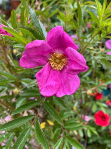 Wildrose "Rosa nitida" - Glanzrose
