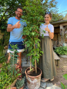 Himbeerbaum